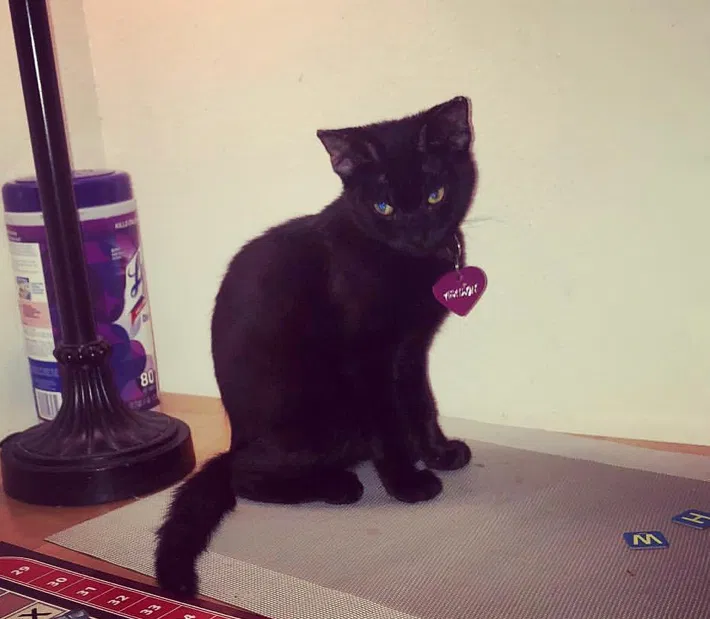 Lost cat in Sanford, FL, 32771