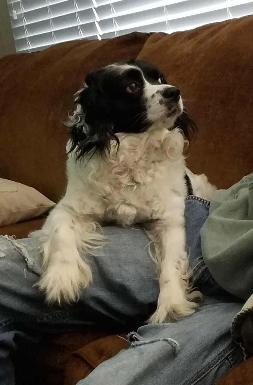 Lost dog in Calhoun, MO, 65323
