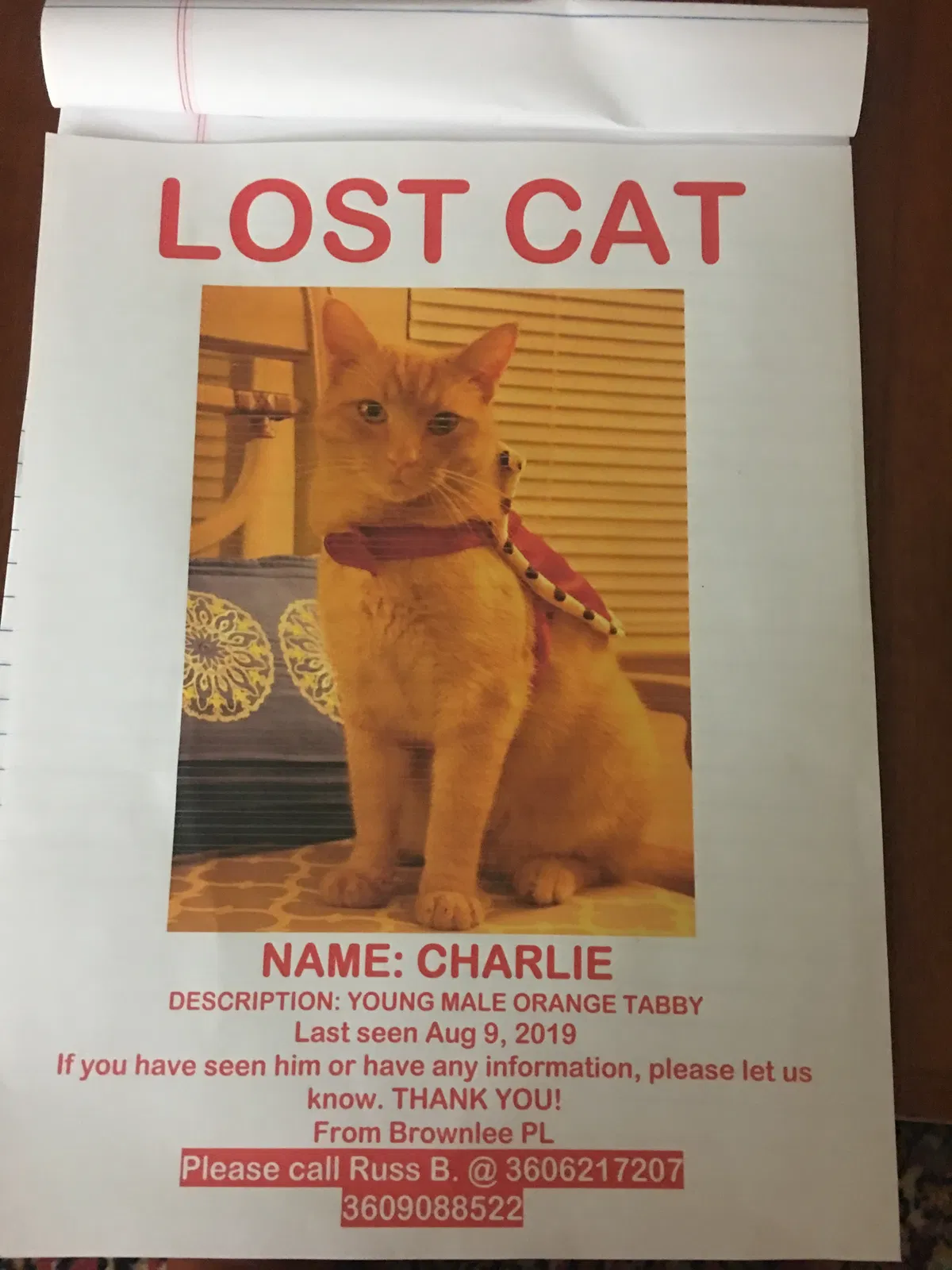 Lost cat in Poulsbo, WA, 98370