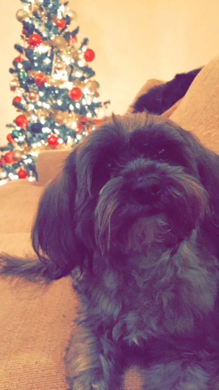 Lost dog in Amarillo, TX, 79107