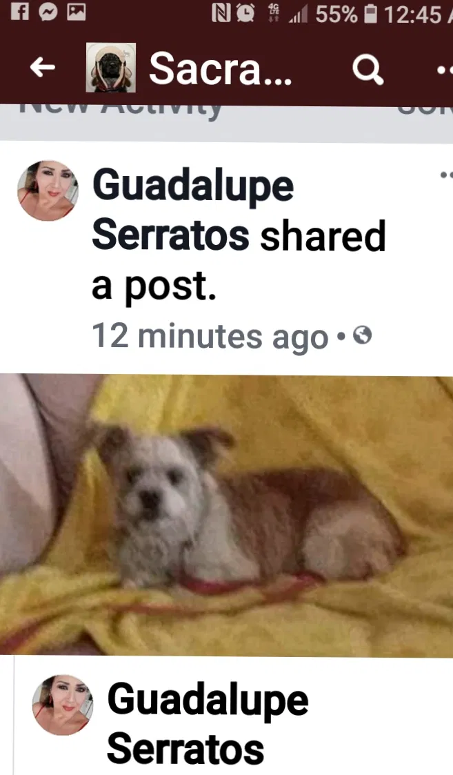 Lost dog in Sacramento, CA, 95821