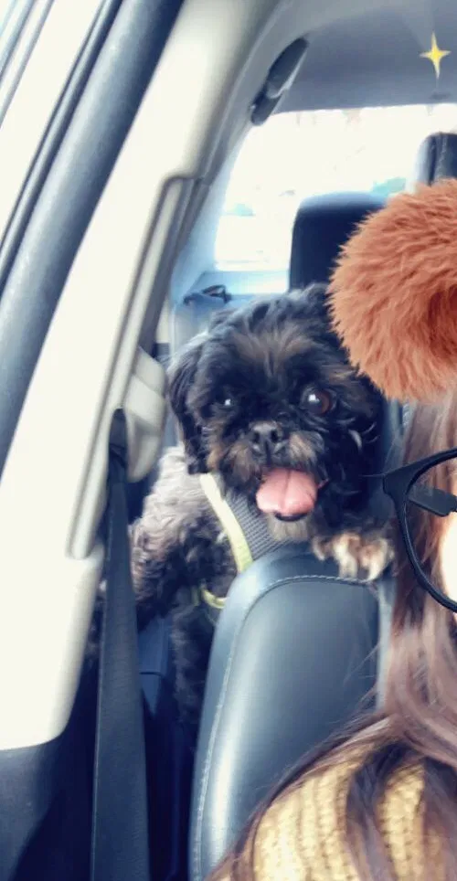 Lost dog in Bakersfield, CA, 93307