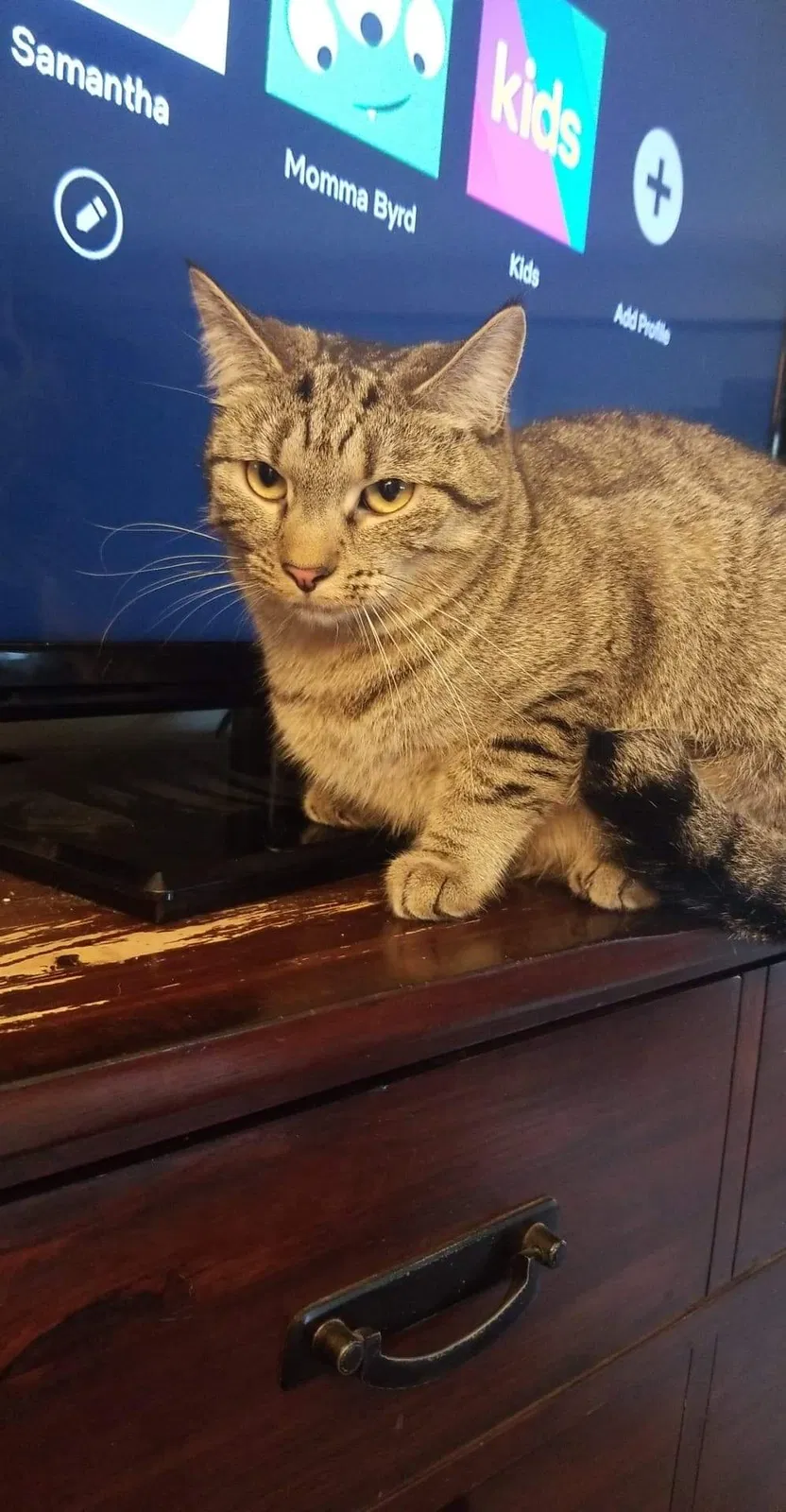 Lost cat in Cincinnati, OH, 45231