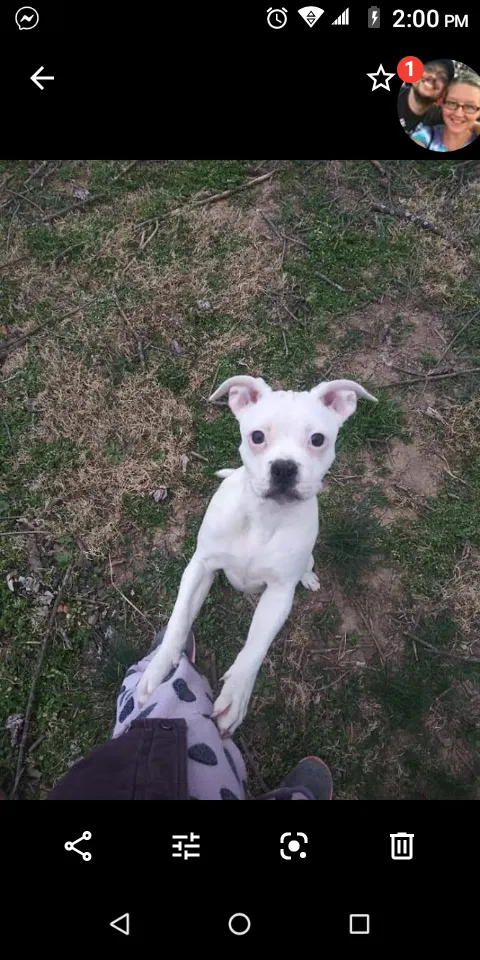 Lost dog in Martinsburg, WV, 25404