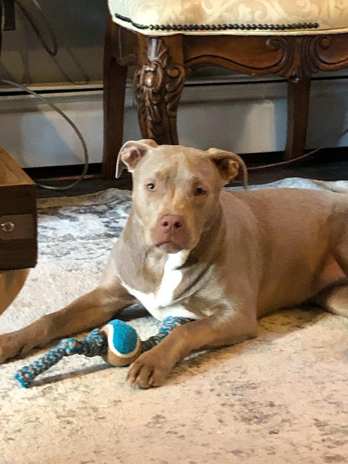 Lost dog in Pottstown, PA, 19464
