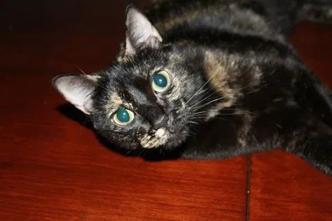 Lost cat in Reno, NV, 89512