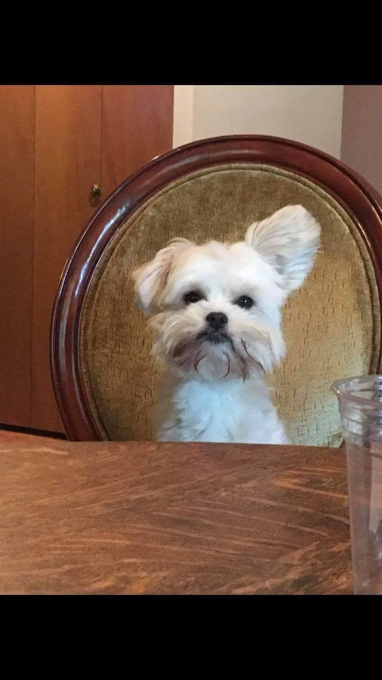 Lost dog in Carnation, WA, 98014