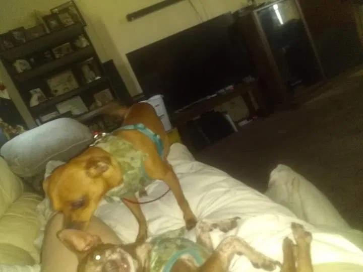 Lost dog in Owensboro, KY, 42303