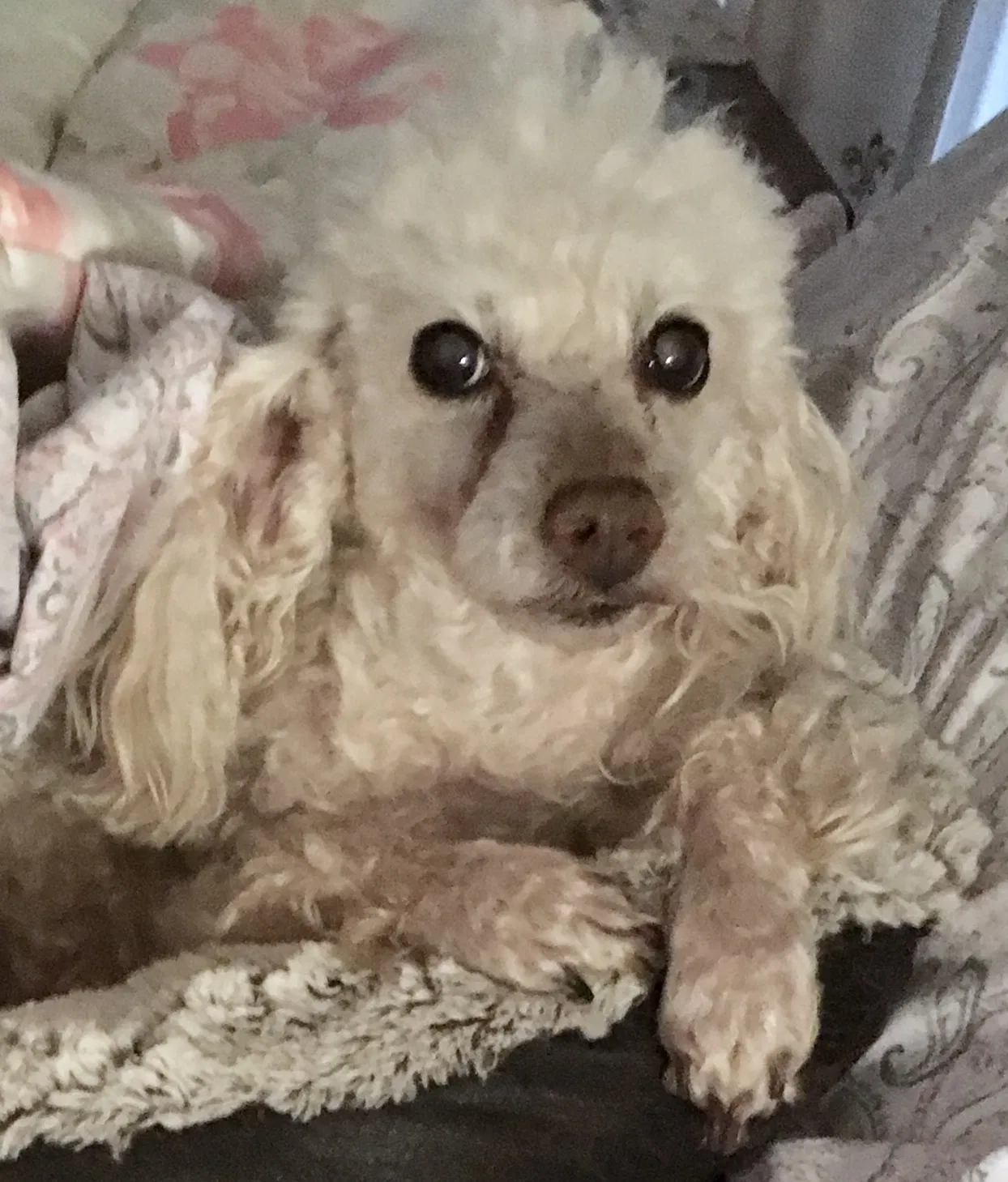 Lost dog in Acworth, GA, 30102
