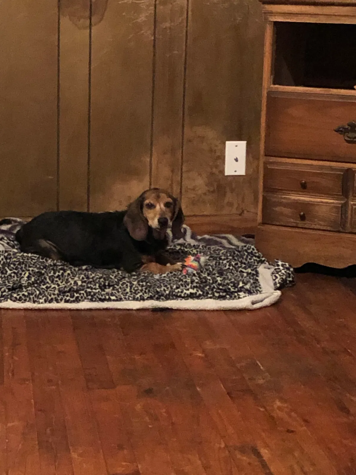 Lost dog in Oklahoma City, OK, 73112