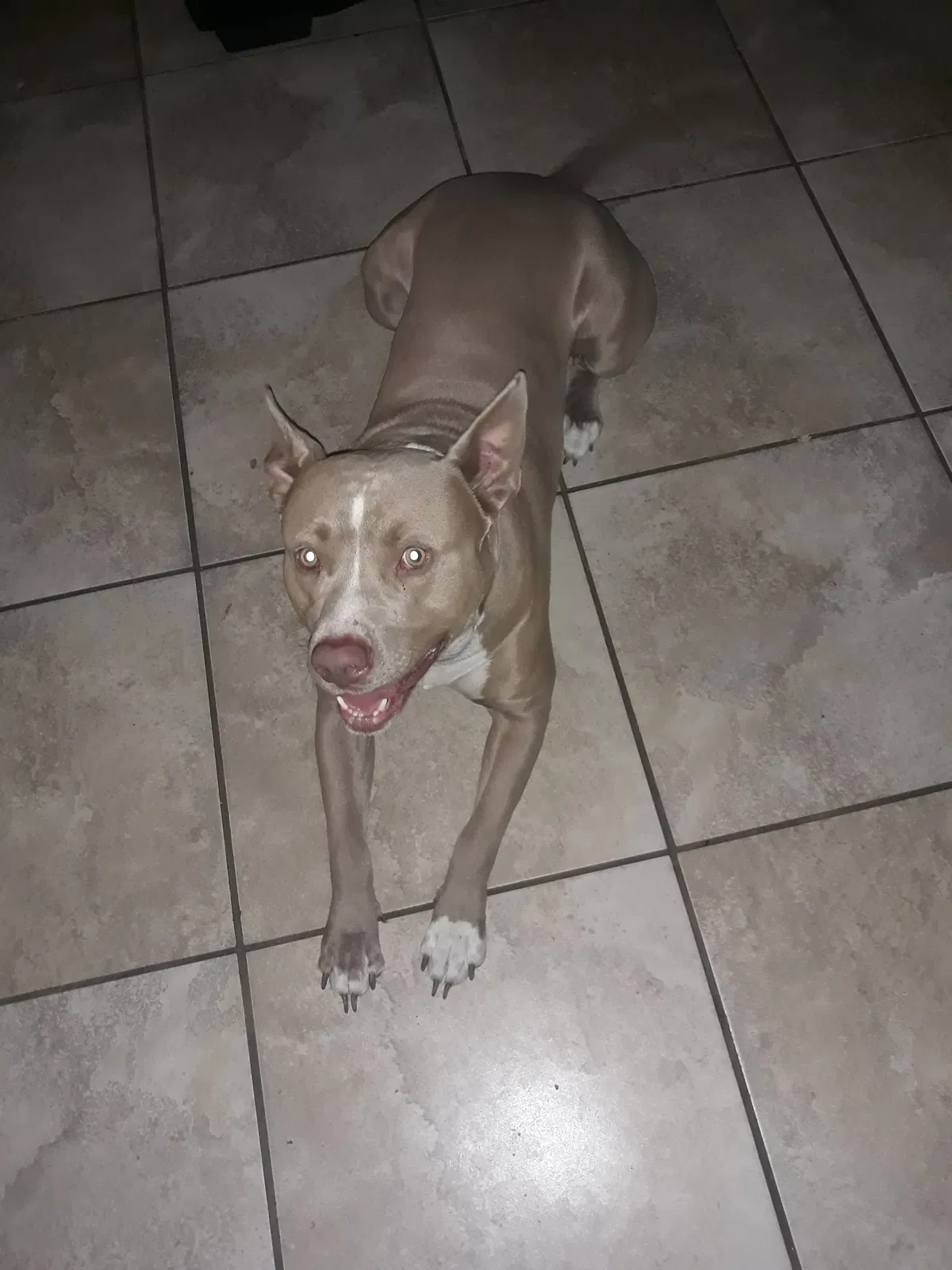 Lost dog in Saint Petersburg, FL, 33711