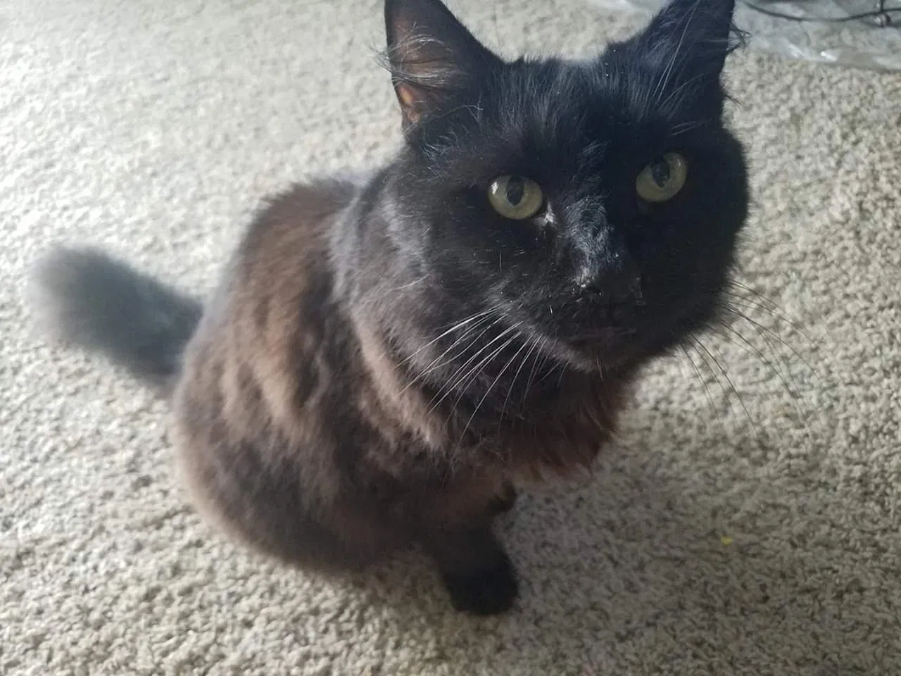 Lost cat in Gallatin, TN, 37066