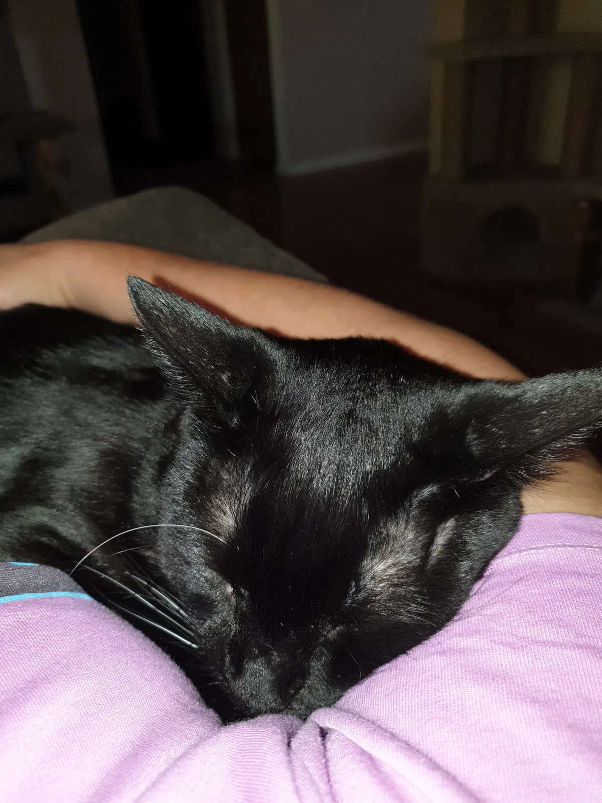 Lost cat in Mesa, AZ, 85205