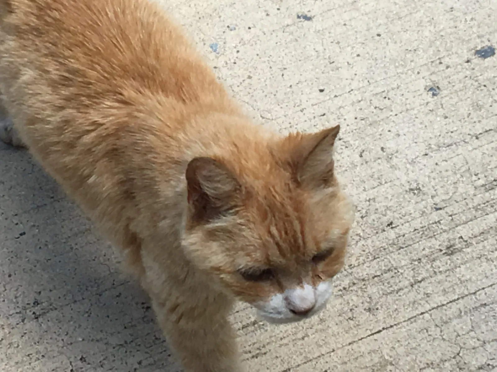 Found cat in Laurel, MD, 20723