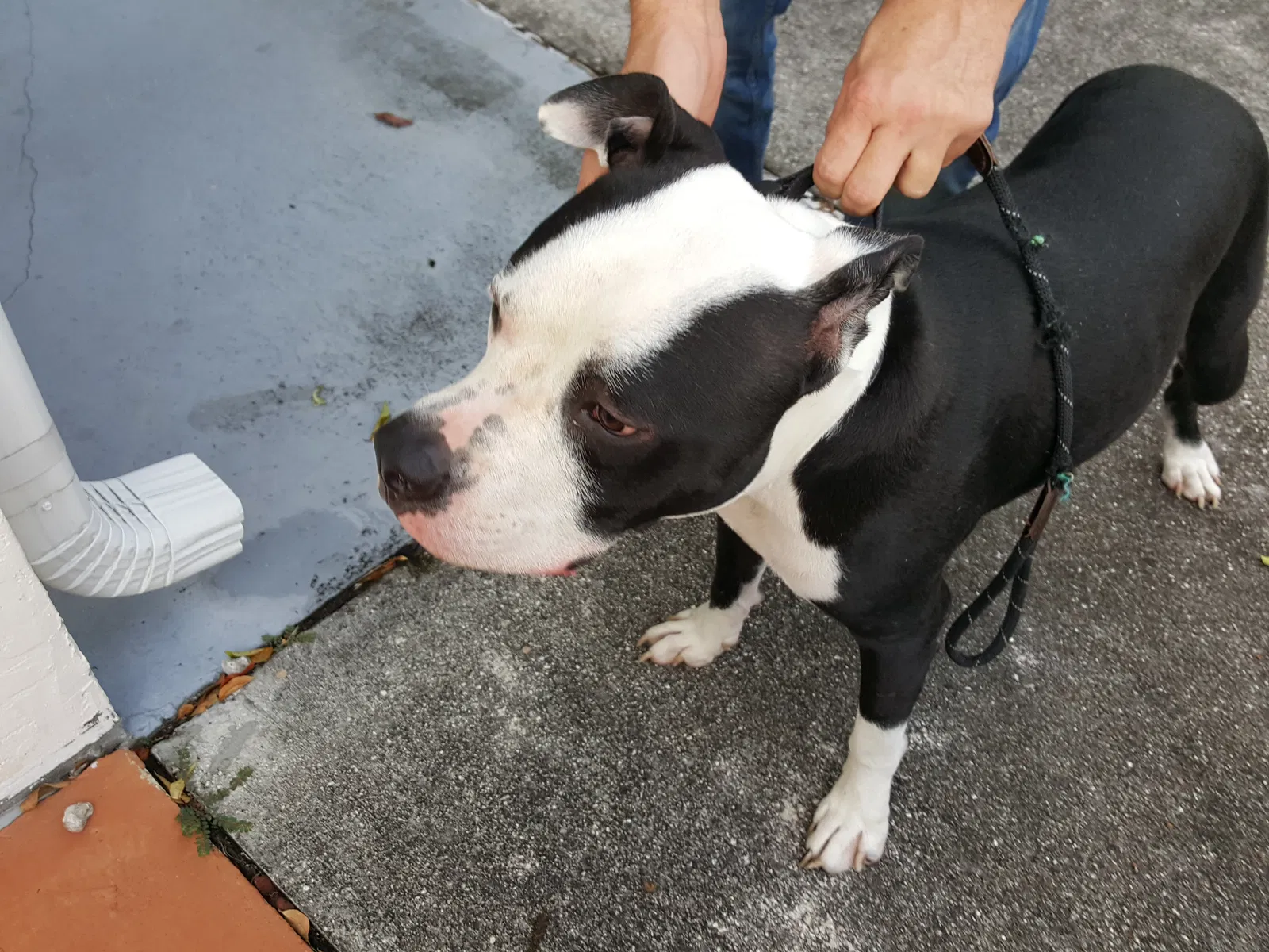 Found dog in Fort Lauderdale, FL, 33309