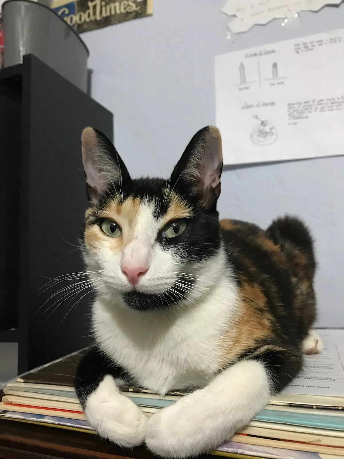 Lost cat in Sacramento, CA, 95820