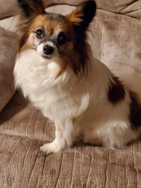 Lost dog in Minneapolis, MN, 55431