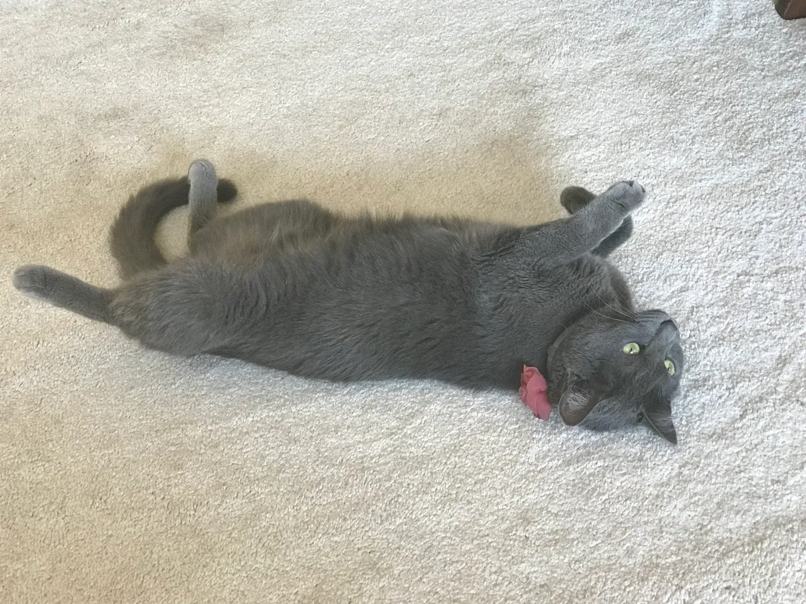 Lost cat in Westerville, OH, 43082