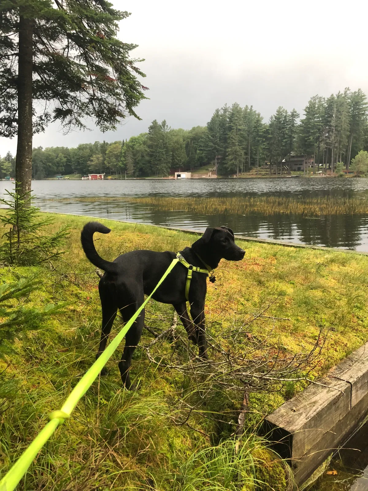 Lost dog in Old Forge, NY, 13420