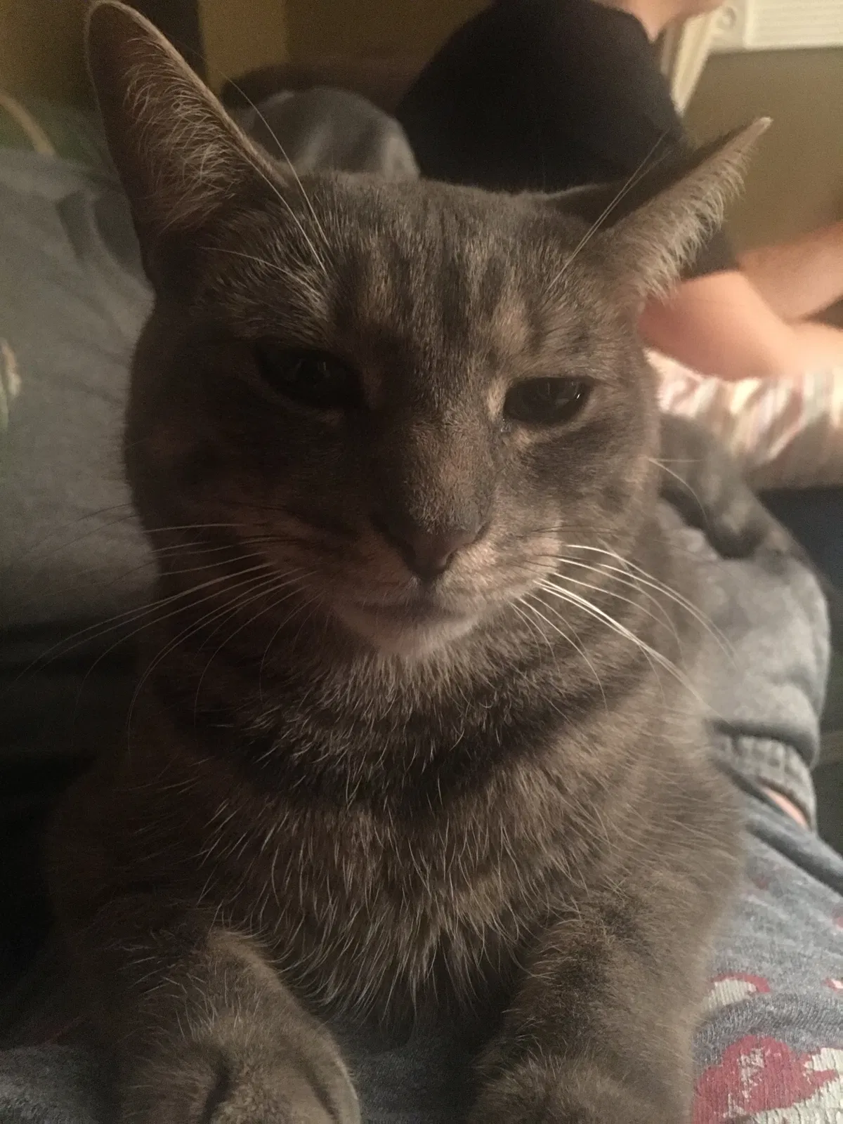 Lost cat in Manville, NJ, 8835