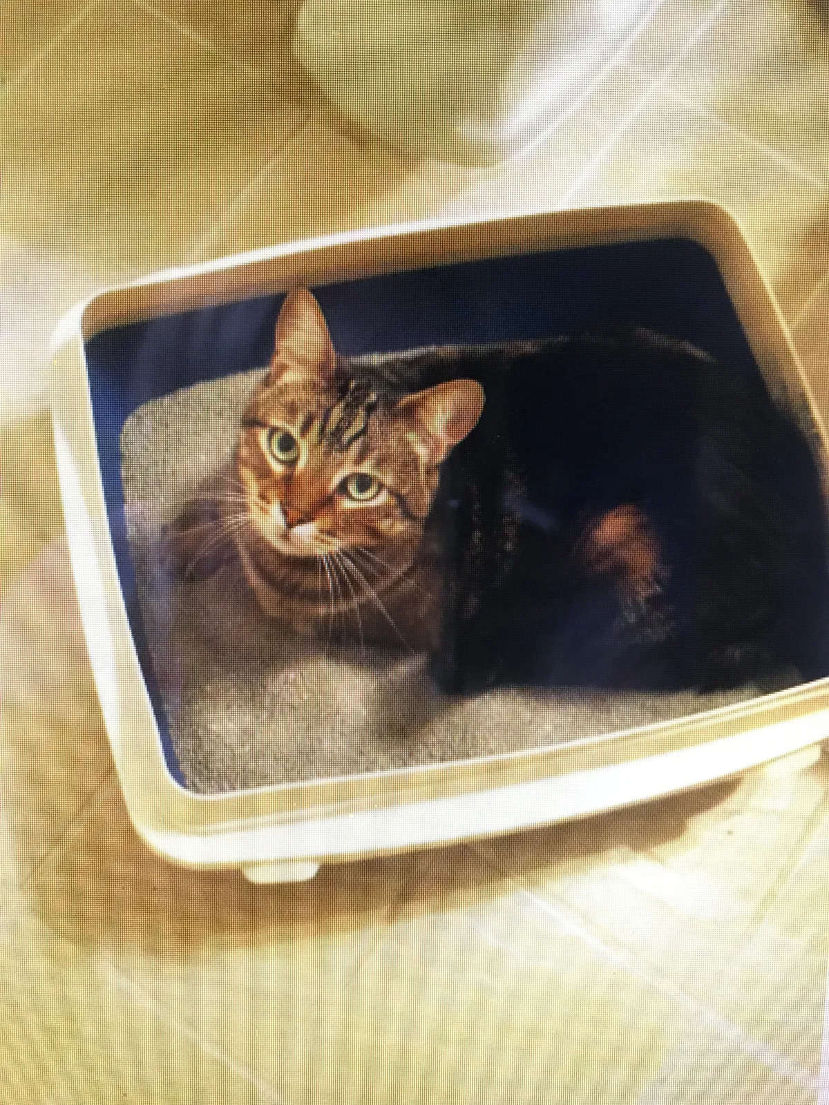 Lost cat in Elk River, MN, 55330