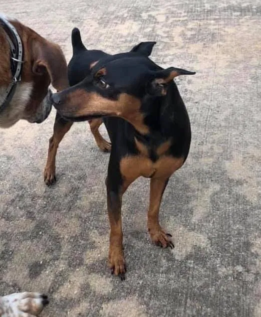 Lost dog in Katy, TX, 77493