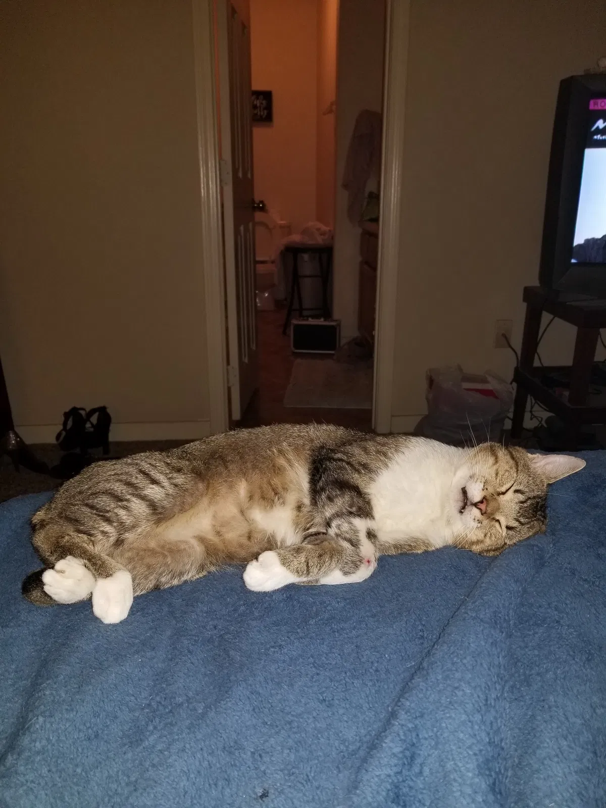 Lost cat in Brandon, MS, 39042