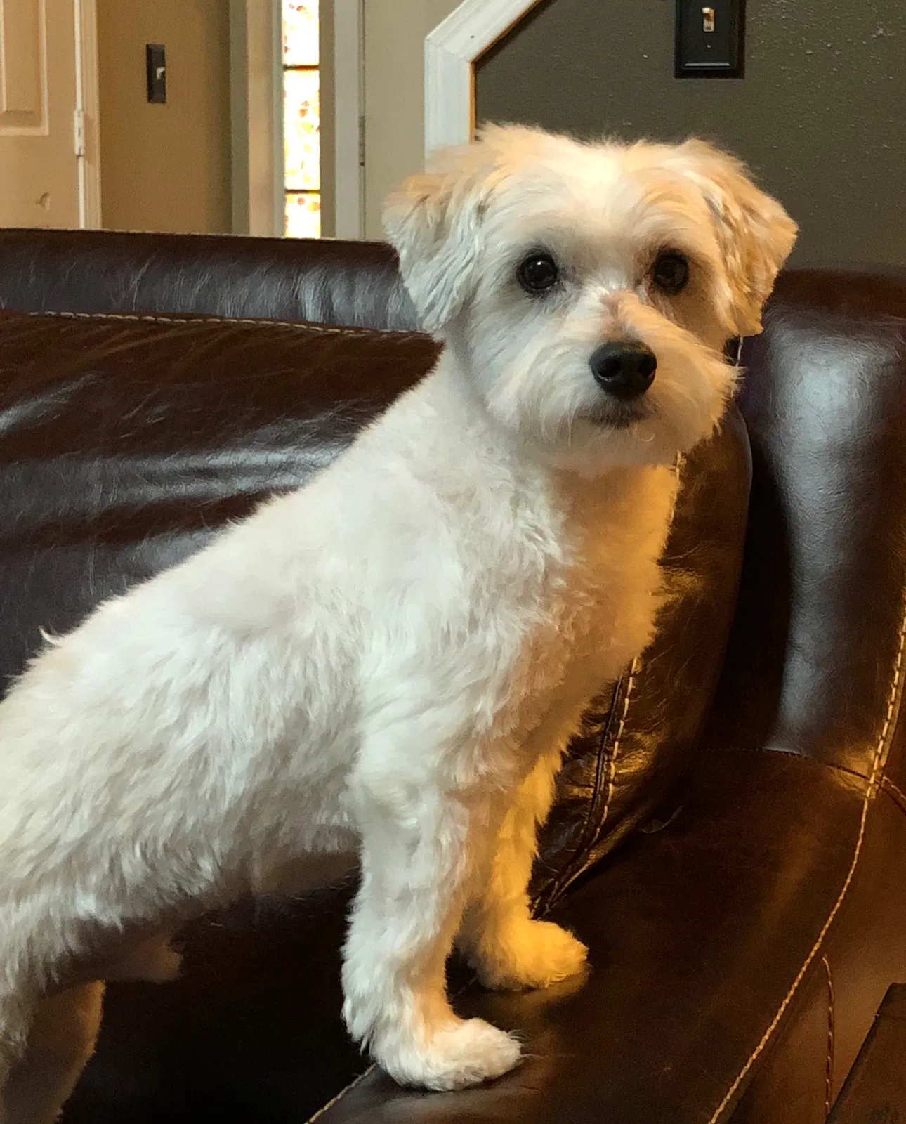 Lost dog in Centralia, WA, 98531