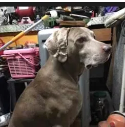 Lost dog in Chesapeake, VA, 23323