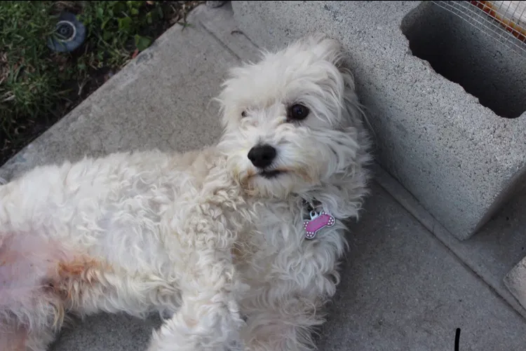 Lost dog in Bellflower, CA, 90706