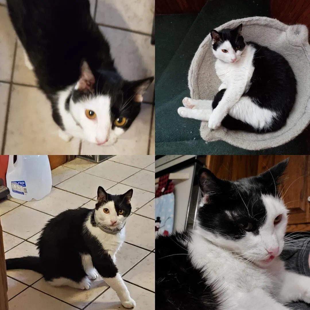 Lost cat in Oak Lawn, IL, 60453
