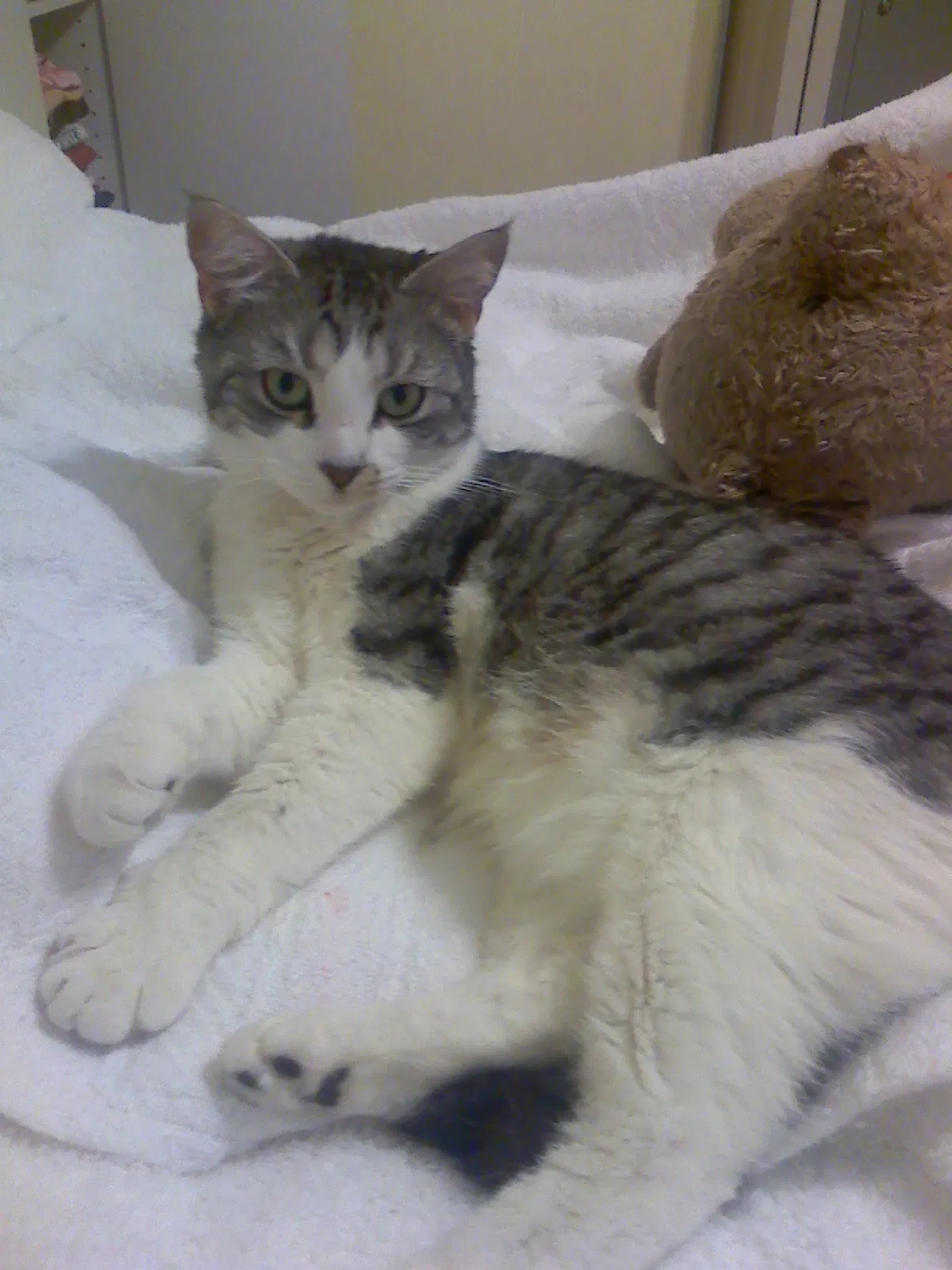 Lost cat in Lakeland, FL, 33813