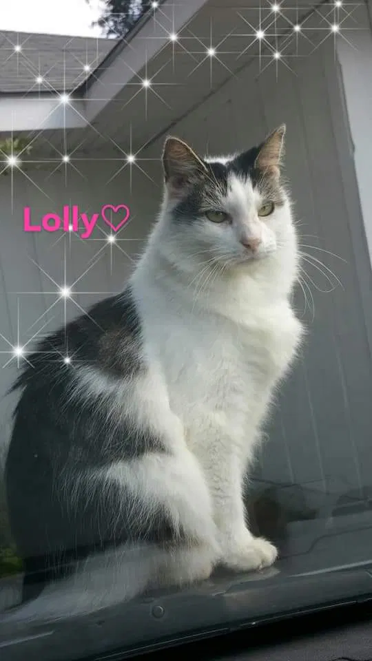 Lost cat in Broussard, LA, 70518