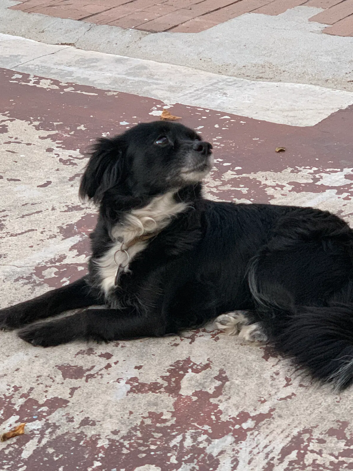 Lost dog in Rosemead, CA, 91770