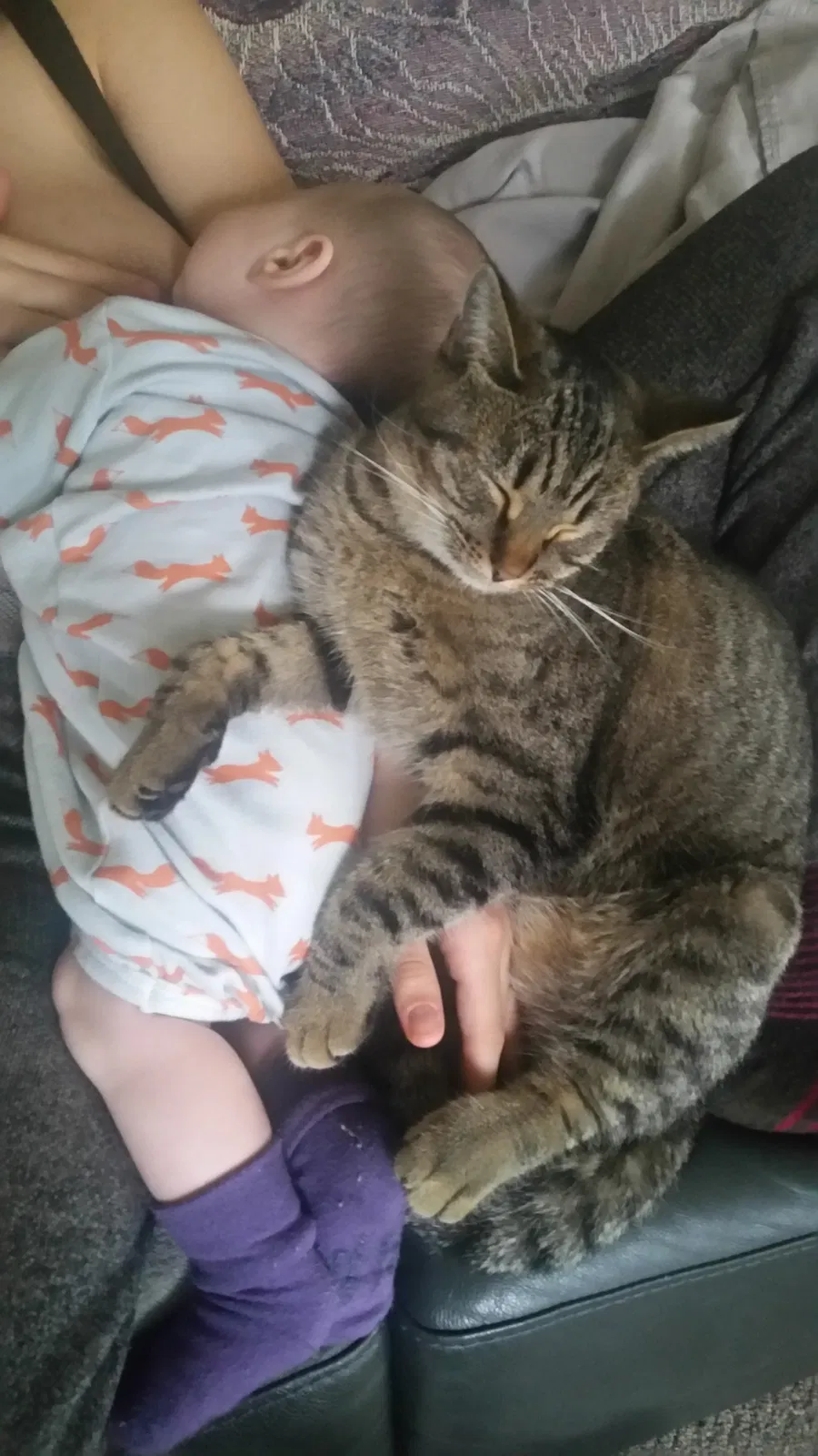 Lost cat in Orangevale, CA, 95662