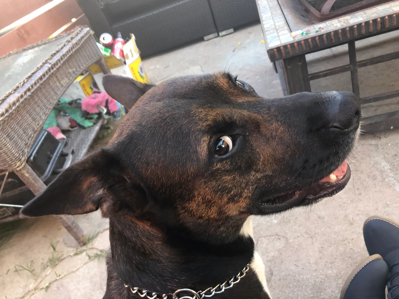 Lost dog in National City, CA, 91950