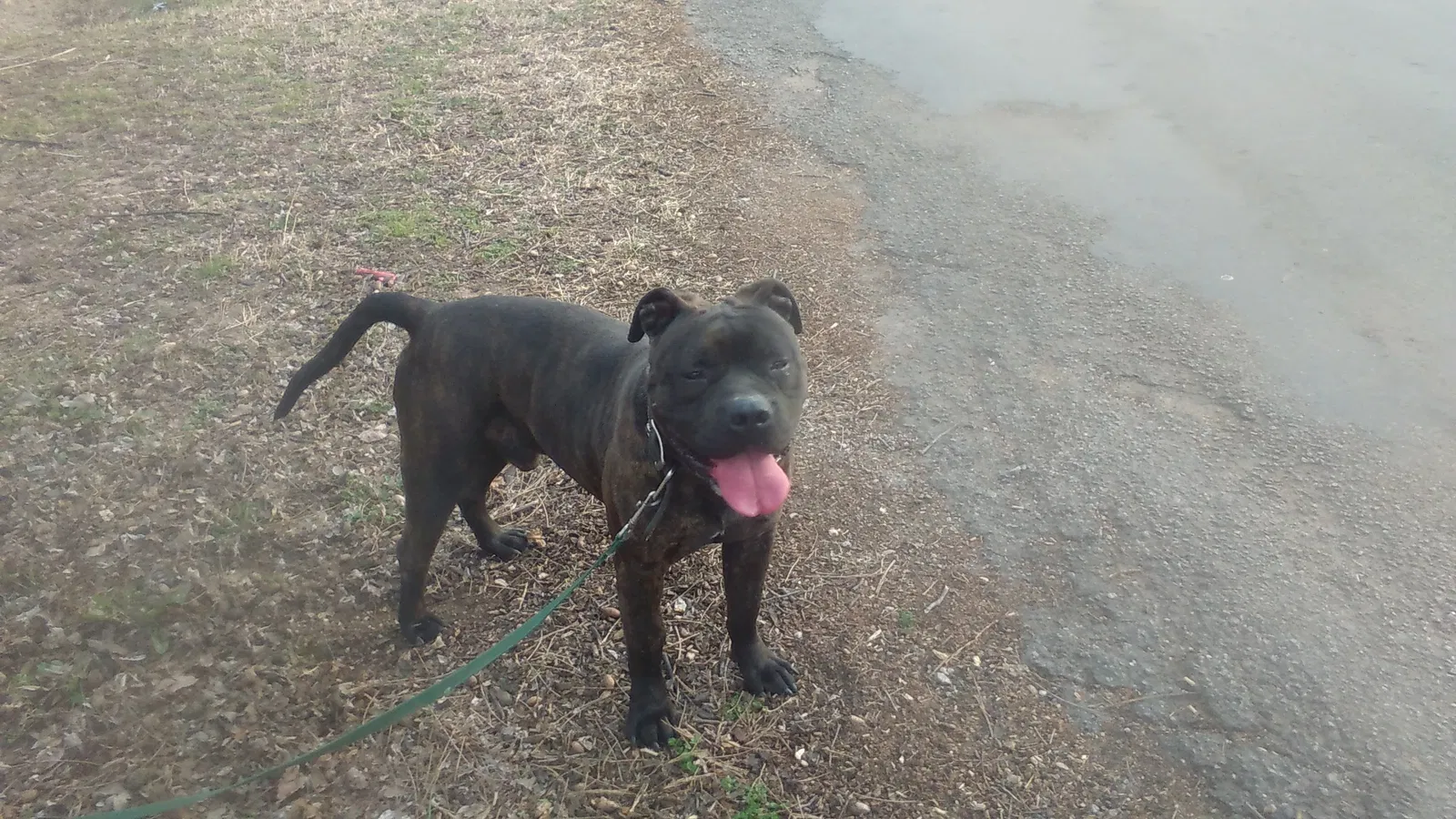 Lost dog in Oklahoma City, OK, 73114