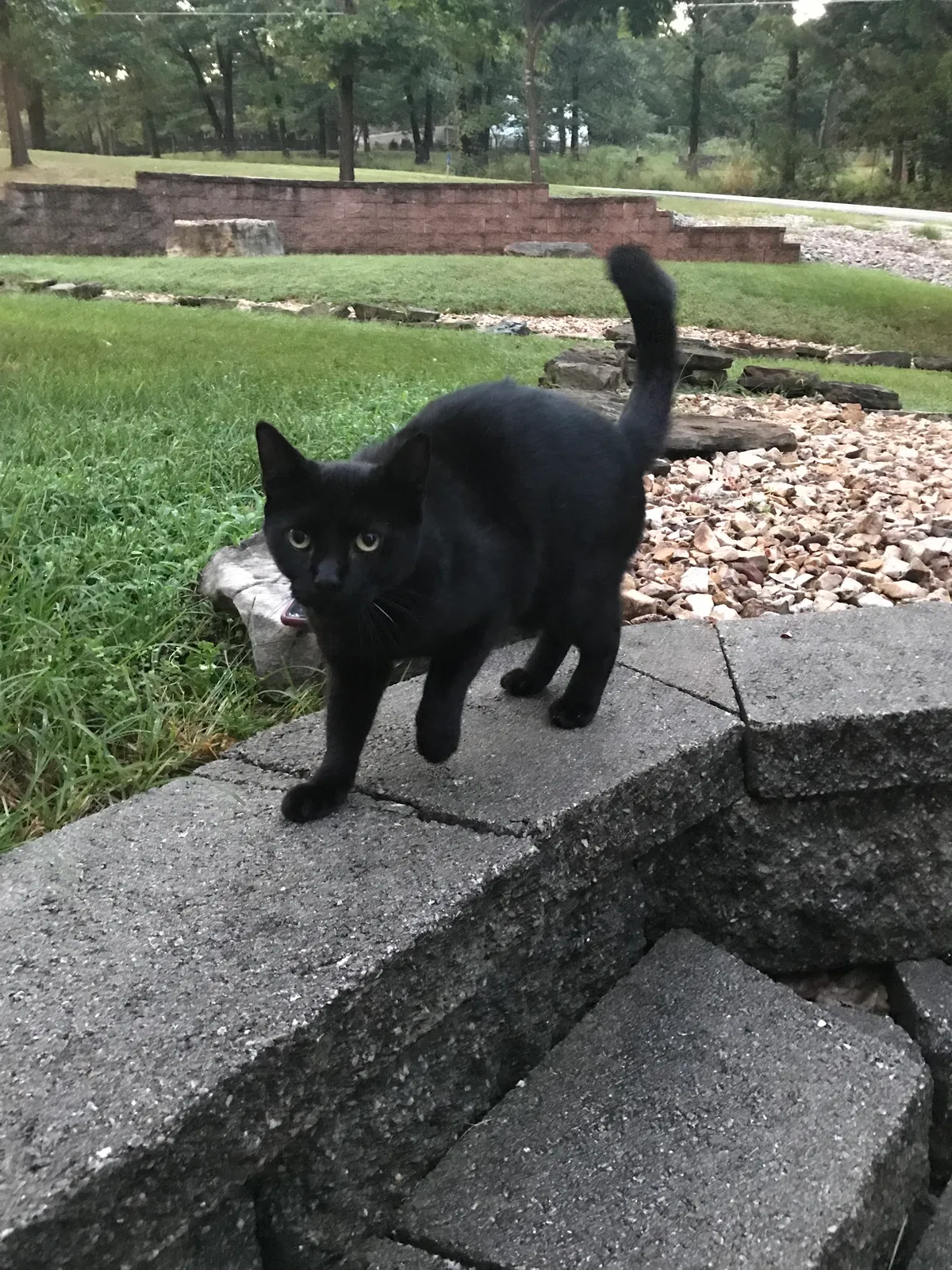 Found cat in Kimberling City, MO, 65686