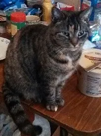 Lost cat in Winfield, PA, 17889