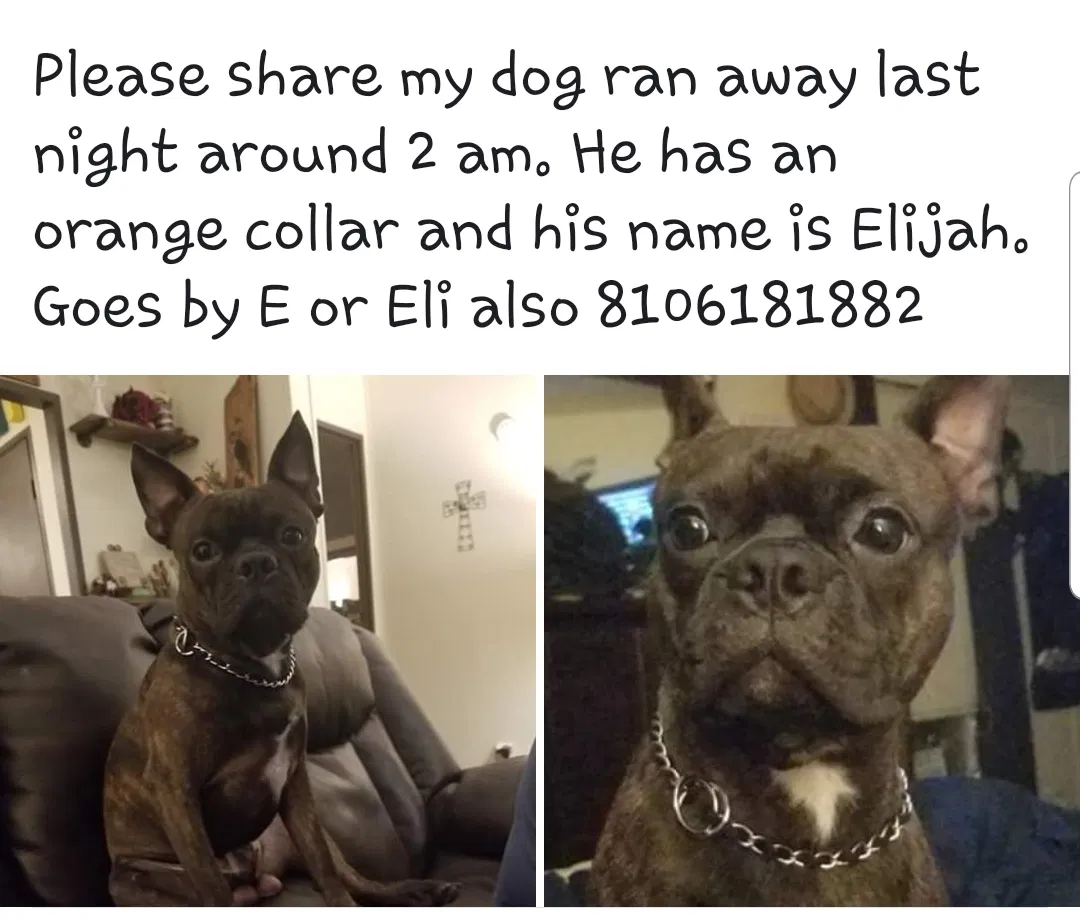 Lost dog in Lapeer, MI, 48446