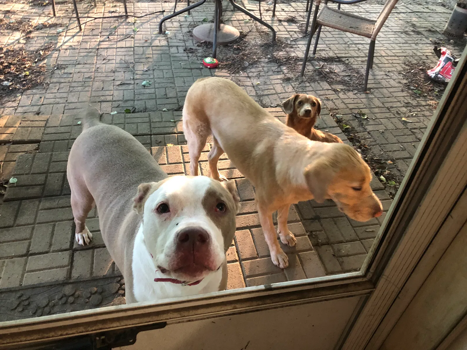 Lost dog in Indianapolis, IN, 46214