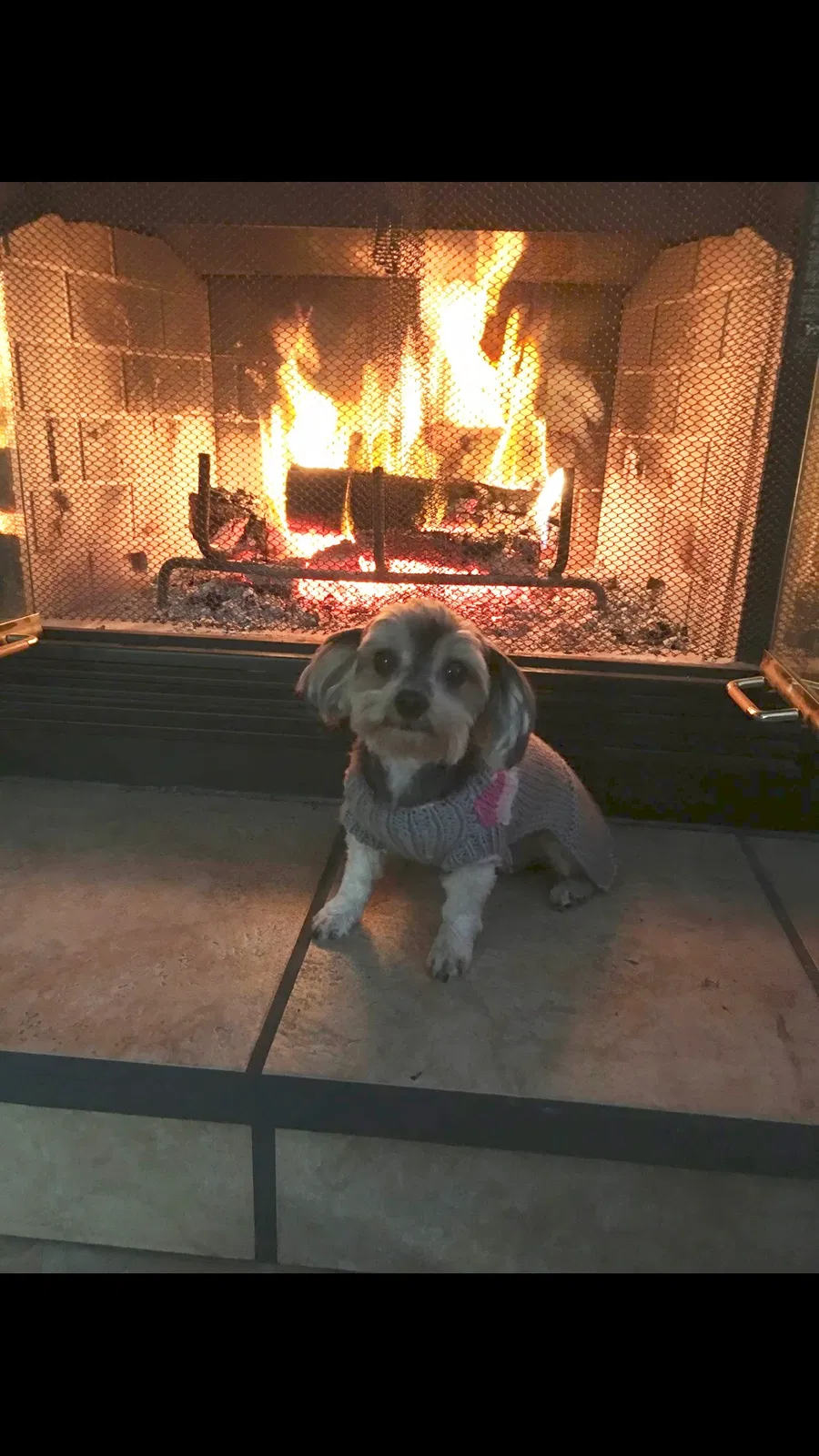 Lost dog in Hernando, FL, 34442
