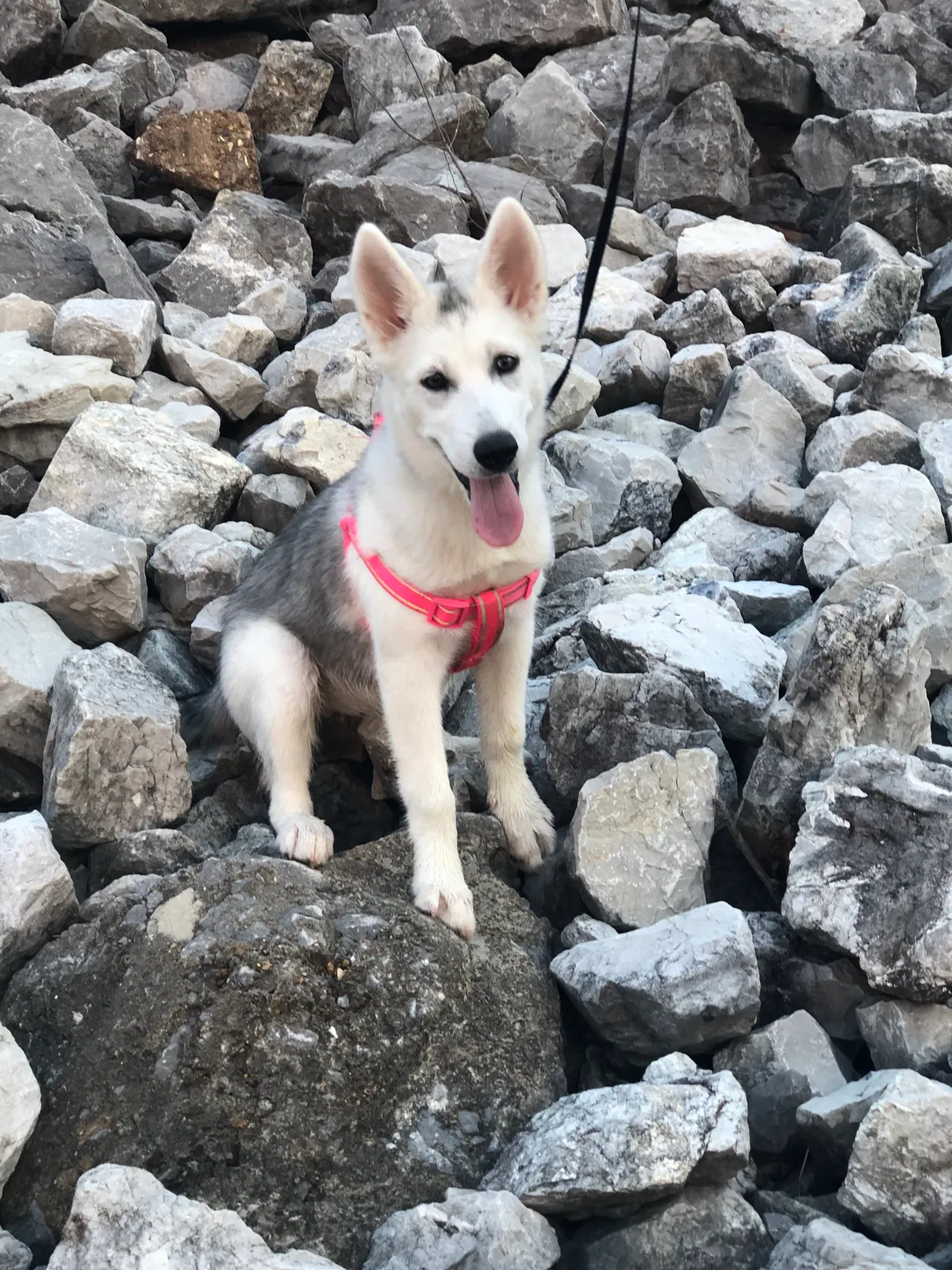 Lost dog in Cleveland, TN, 37311