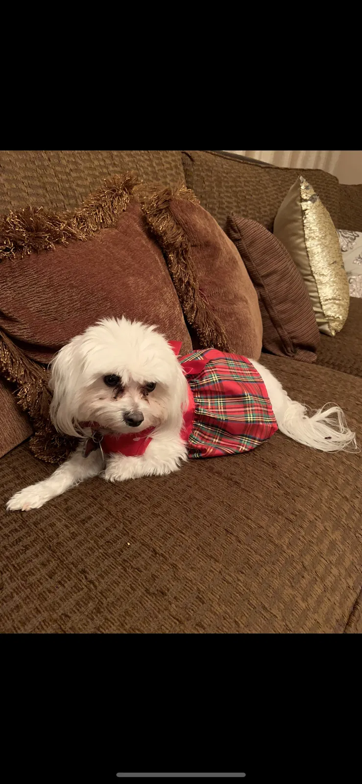 Lost dog in Lawrenceville, GA, 30045