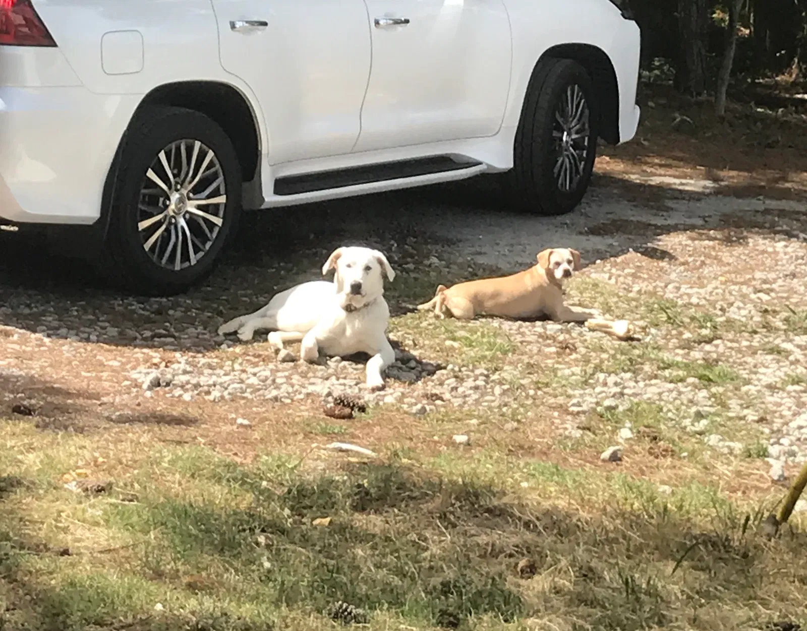 Lost dog in Hardeeville, SC, 29927