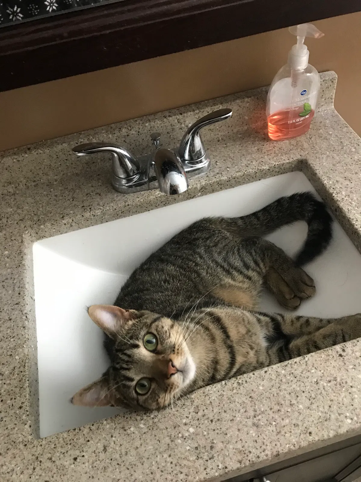 Lost cat in Columbus, OH, 43229