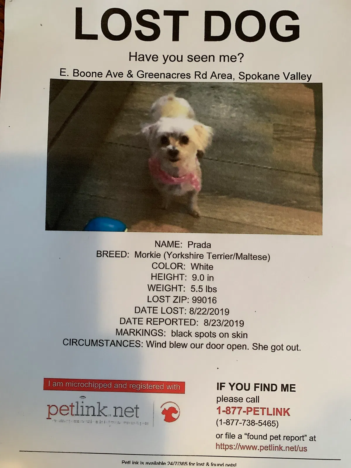 Lost dog in Greenacres, WA, 99016