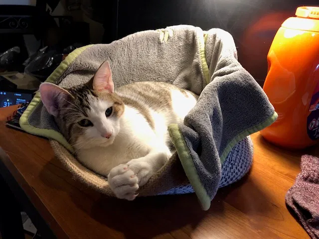 Lost cat in Chicago, IL, 60642