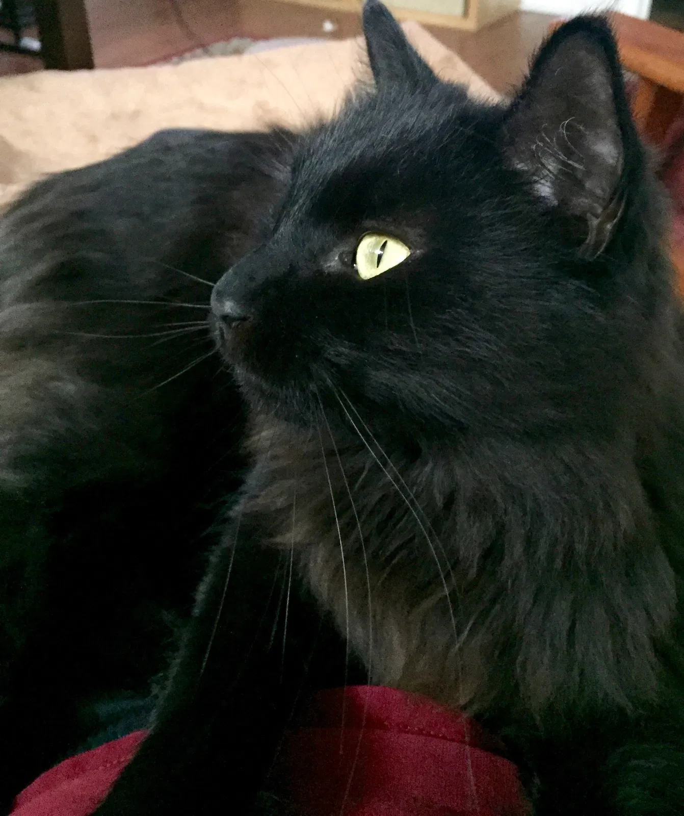 Lost cat in Rockville, MD, 20851