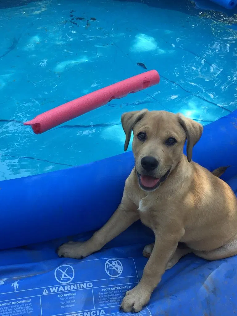 Lost dog in Killeen, TX, 76541